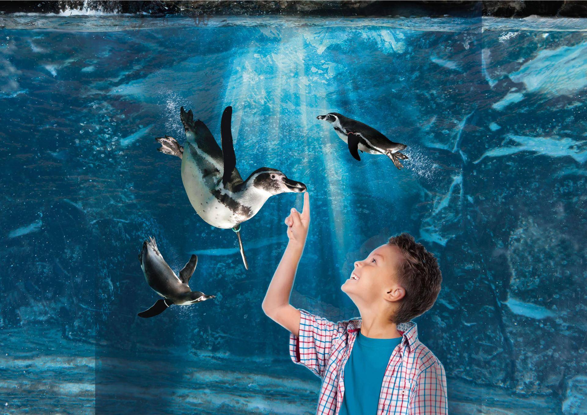 Acquario di Cattolica image